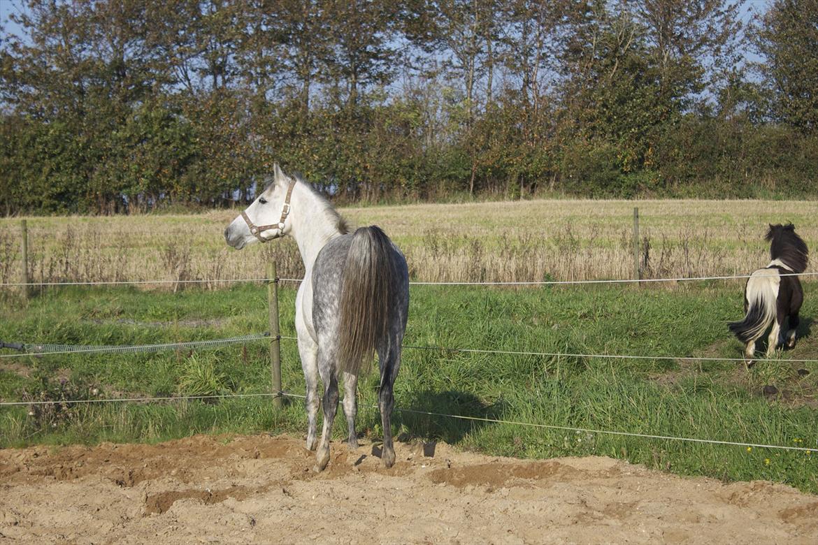 Anden særlig race Charmant  - smukke <3 billede 14
