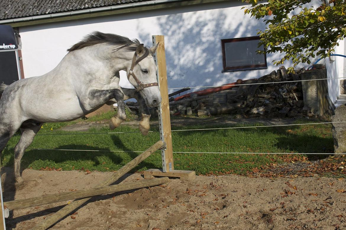 Anden særlig race Charmant  - hop! ;P billede 13
