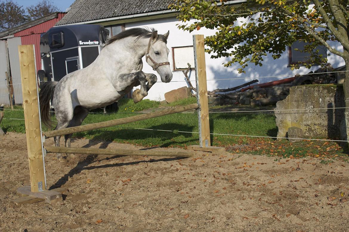 Anden særlig race Charmant  - igen hop <3 billede 8