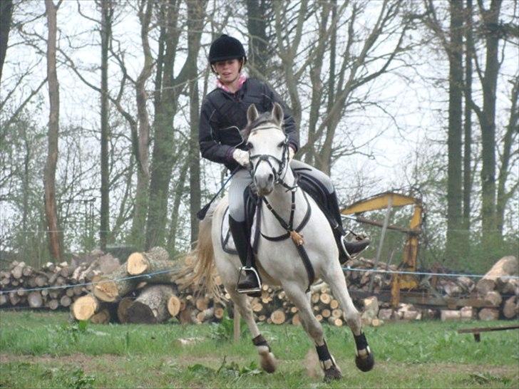 Welsh Mountain (sec A) Sweety Lime billede 17