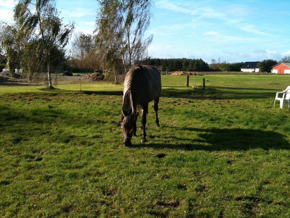 Anden særlig race Flicka billede 2