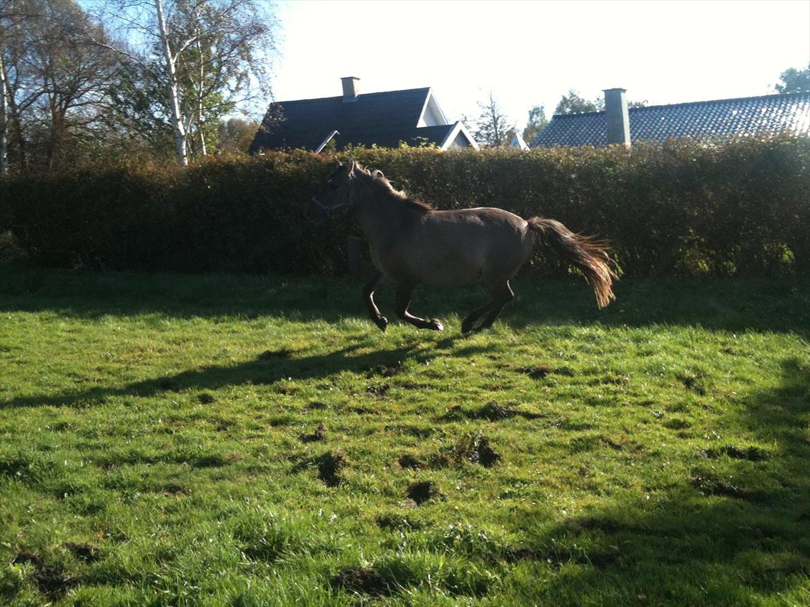 Anden særlig race Flicka - løsspringning billede 5