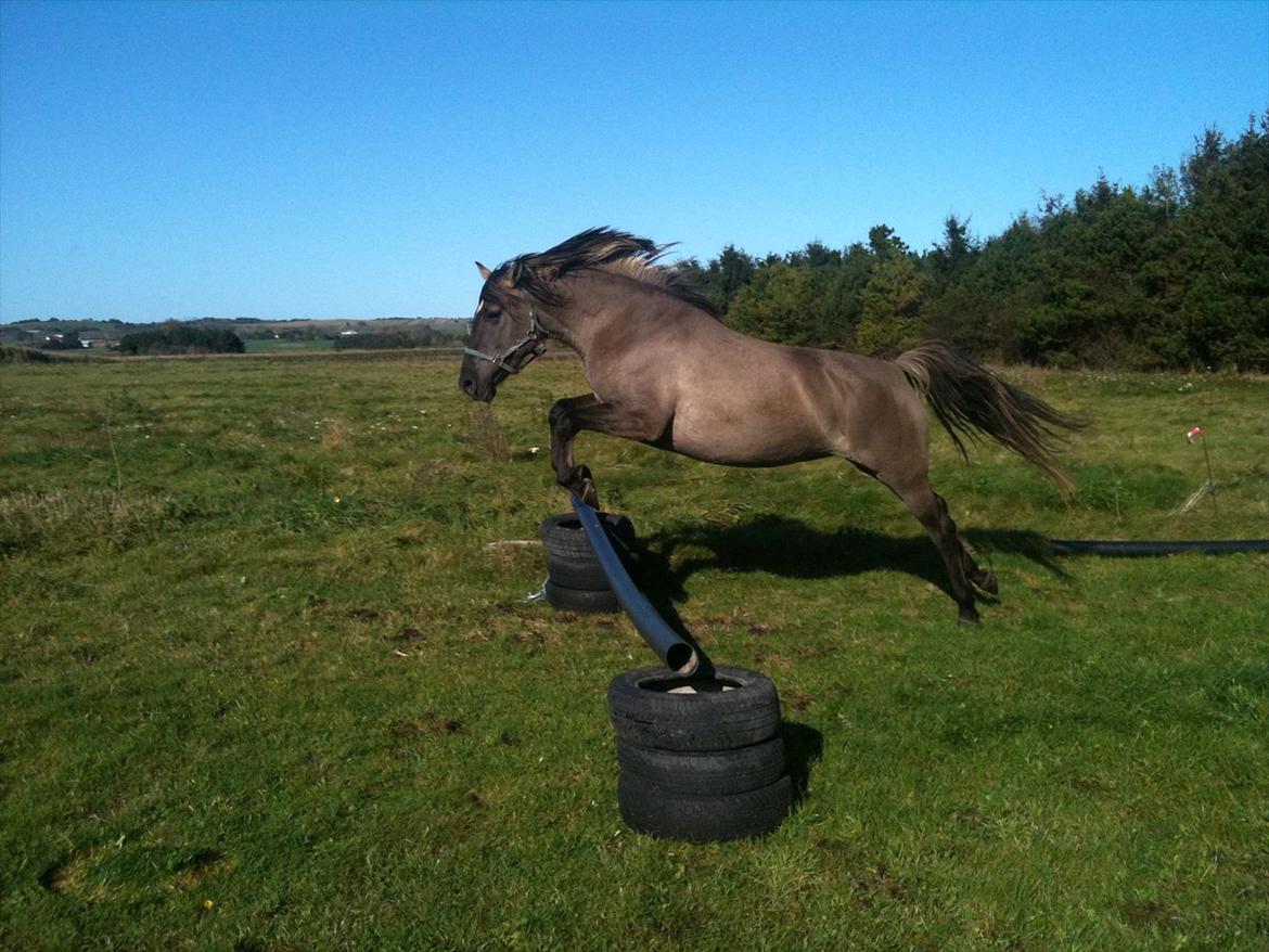 Anden særlig race Flicka - Flicka elsker at løsspring.... den største udfordring er at få hende til at stoppe igen billede 1