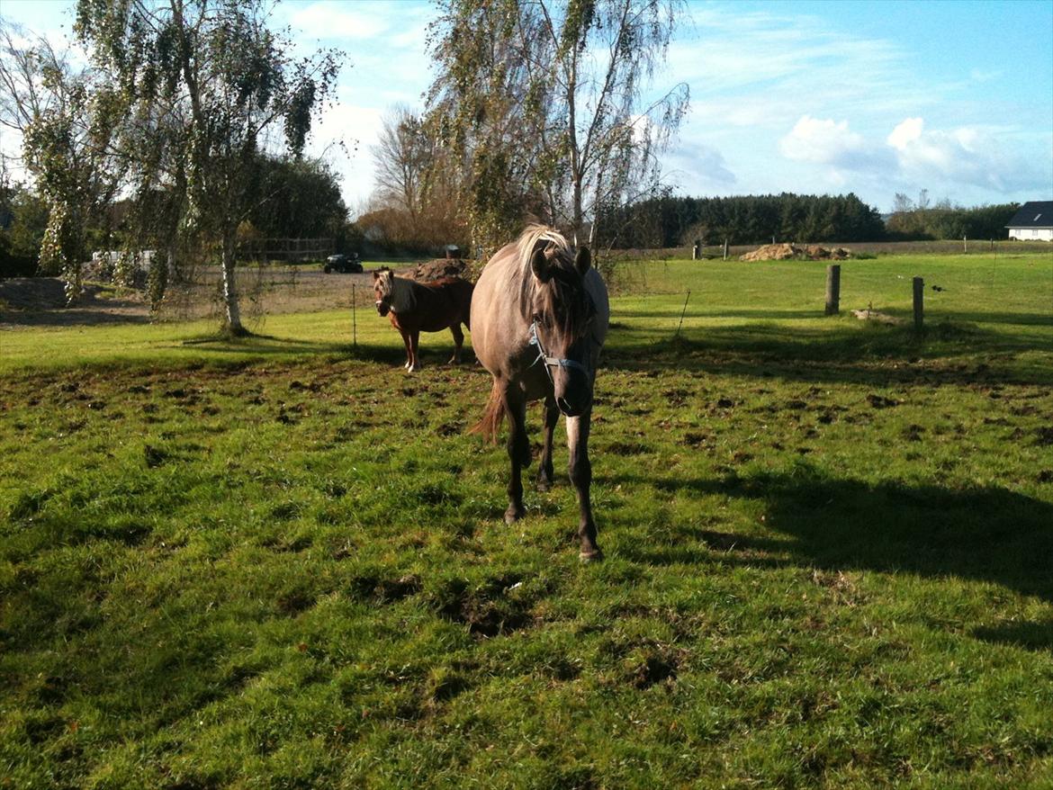 Anden særlig race Flicka - træt efter løsspringning billede 6