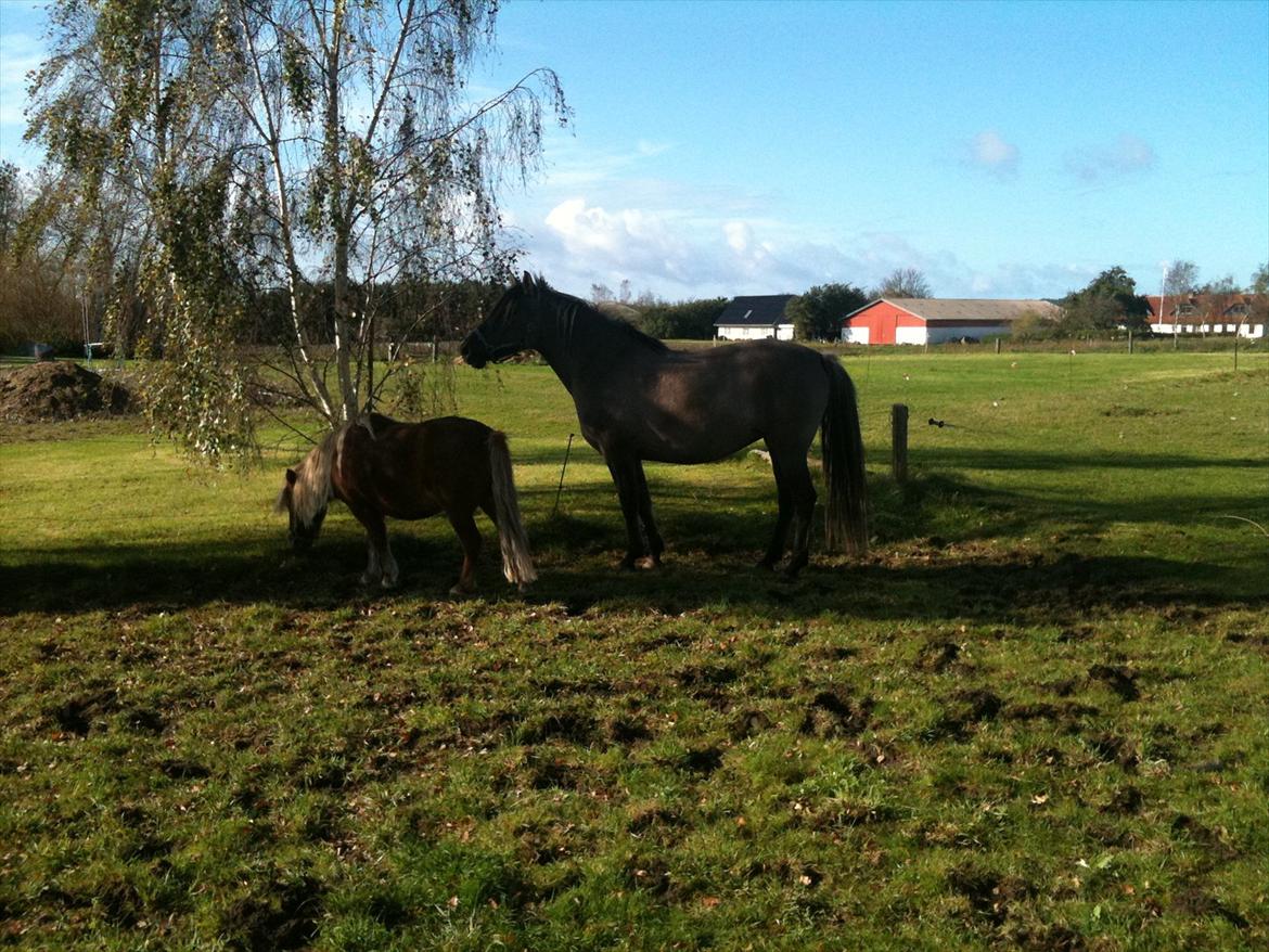 Anden særlig race Flicka - hygge efter træning billede 7