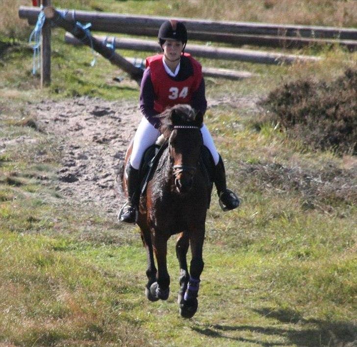 Connemara Camellia B-pony - Ørene frem og vinden i håret! :D billede 17