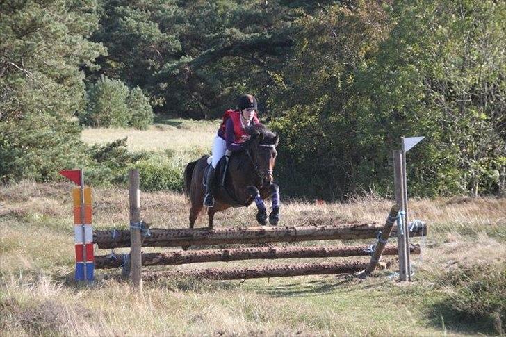 Connemara Camellia B-pony - Bornholmsmesterskaber i terræn 2011! billede 18