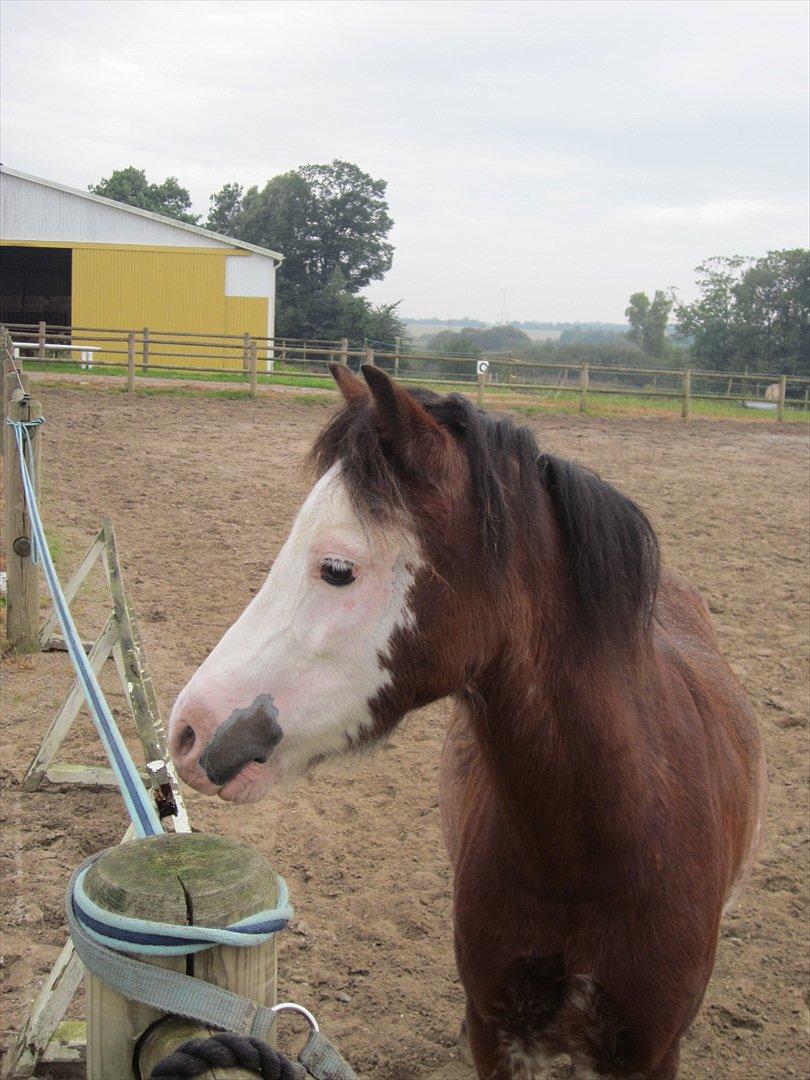 Welsh Pony (sec B) • Simba billede 7