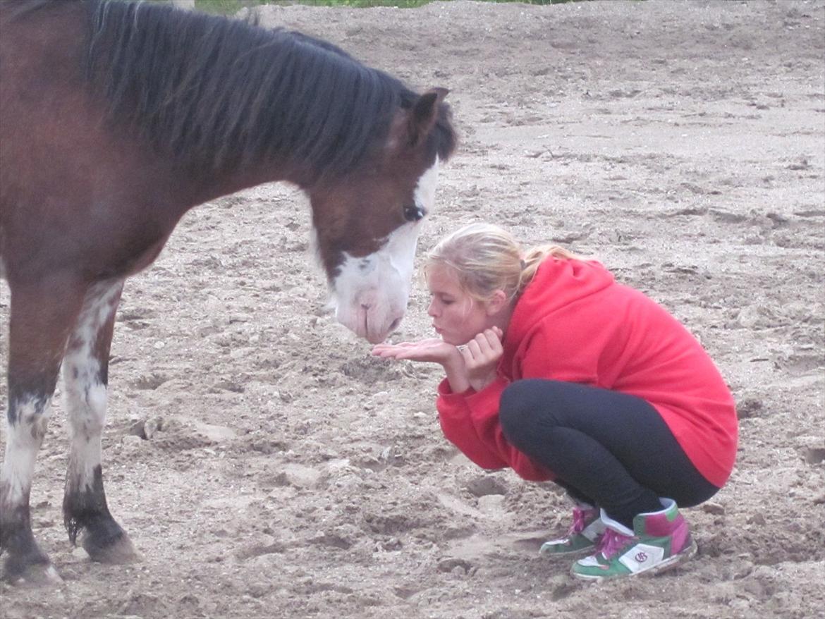 Welsh Pony (sec B) • Simba billede 8