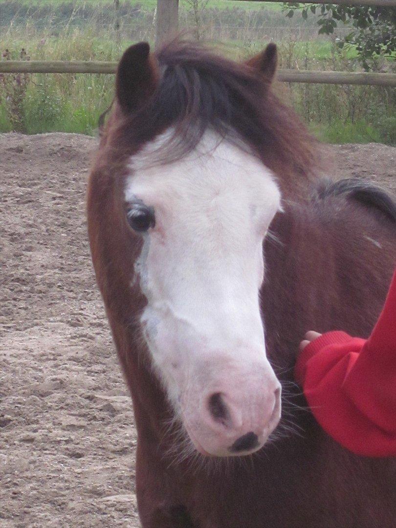 Welsh Pony (sec B) • Simba billede 9