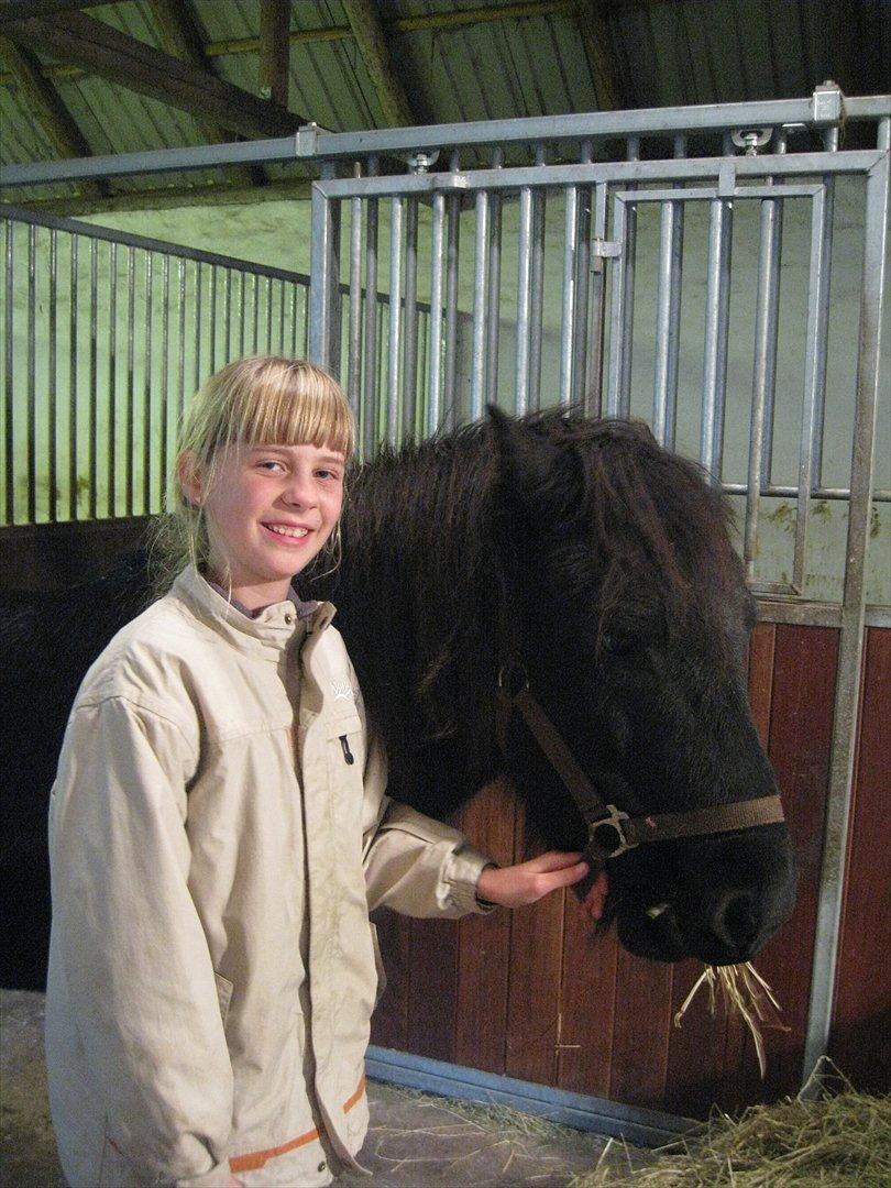 Islænder Rökkvi  fra Skarholt (passer) - Os to!!! billede 2