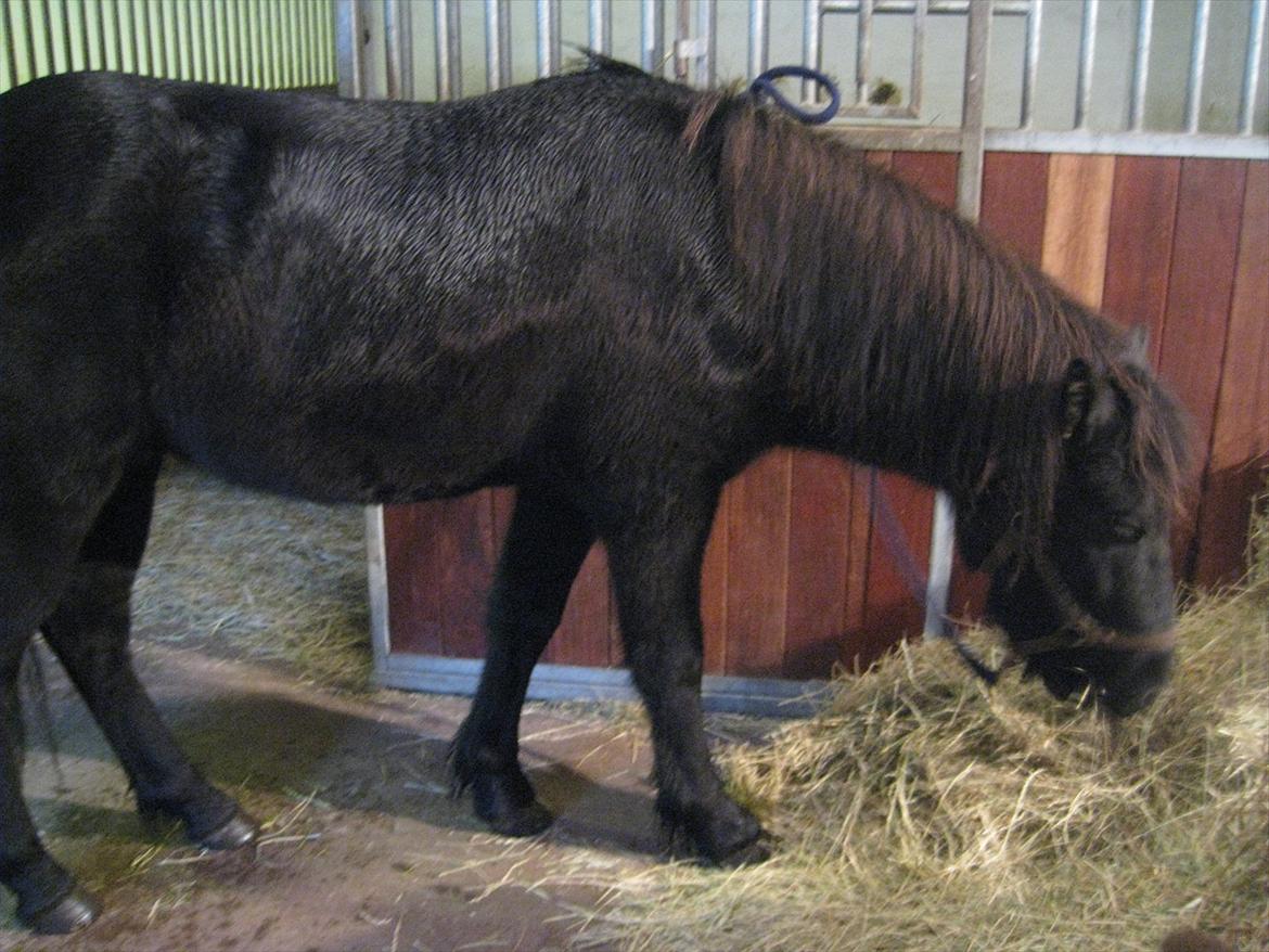 Islænder Rökkvi  fra Skarholt (passer) - Lille våd pony:-) billede 14