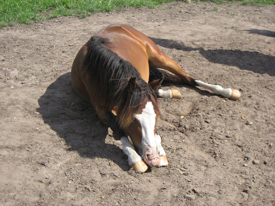 Welsh Pony (sec B) Bakkegårdens Lukas billede 15