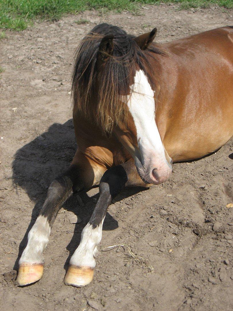 Welsh Pony (sec B) Bakkegårdens Lukas billede 17