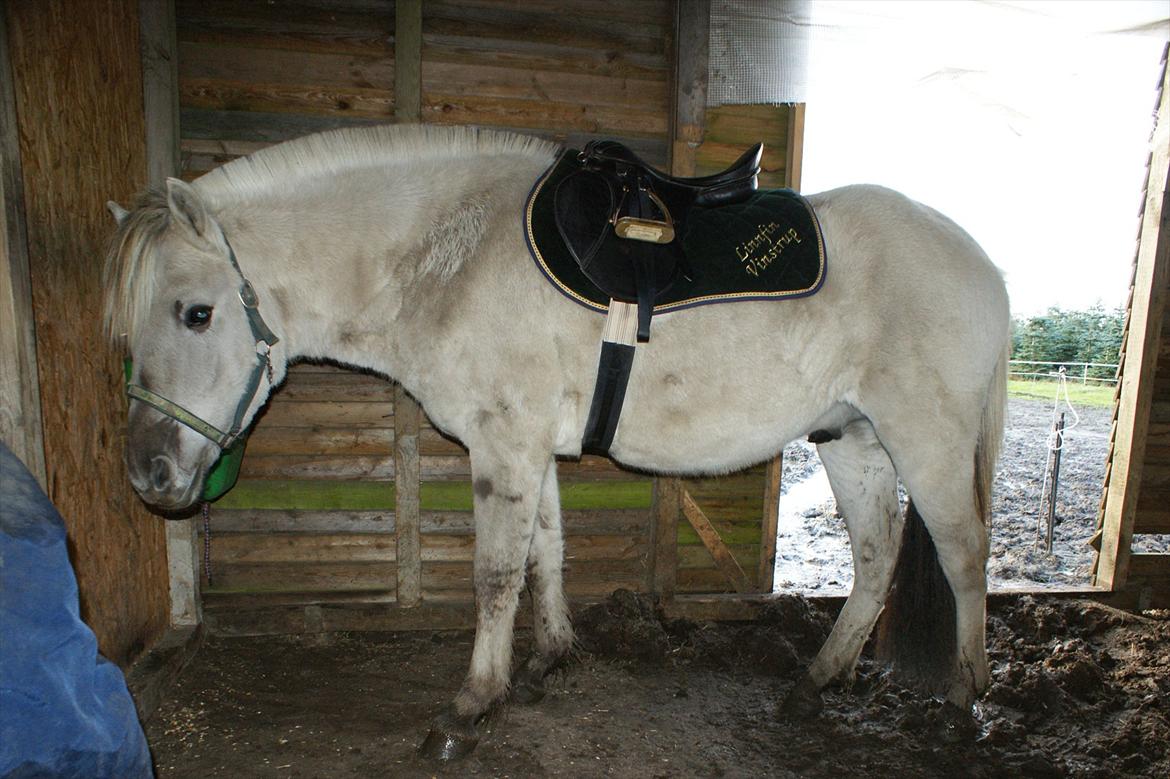 Fjordhest Glibings Hulder  billede 20