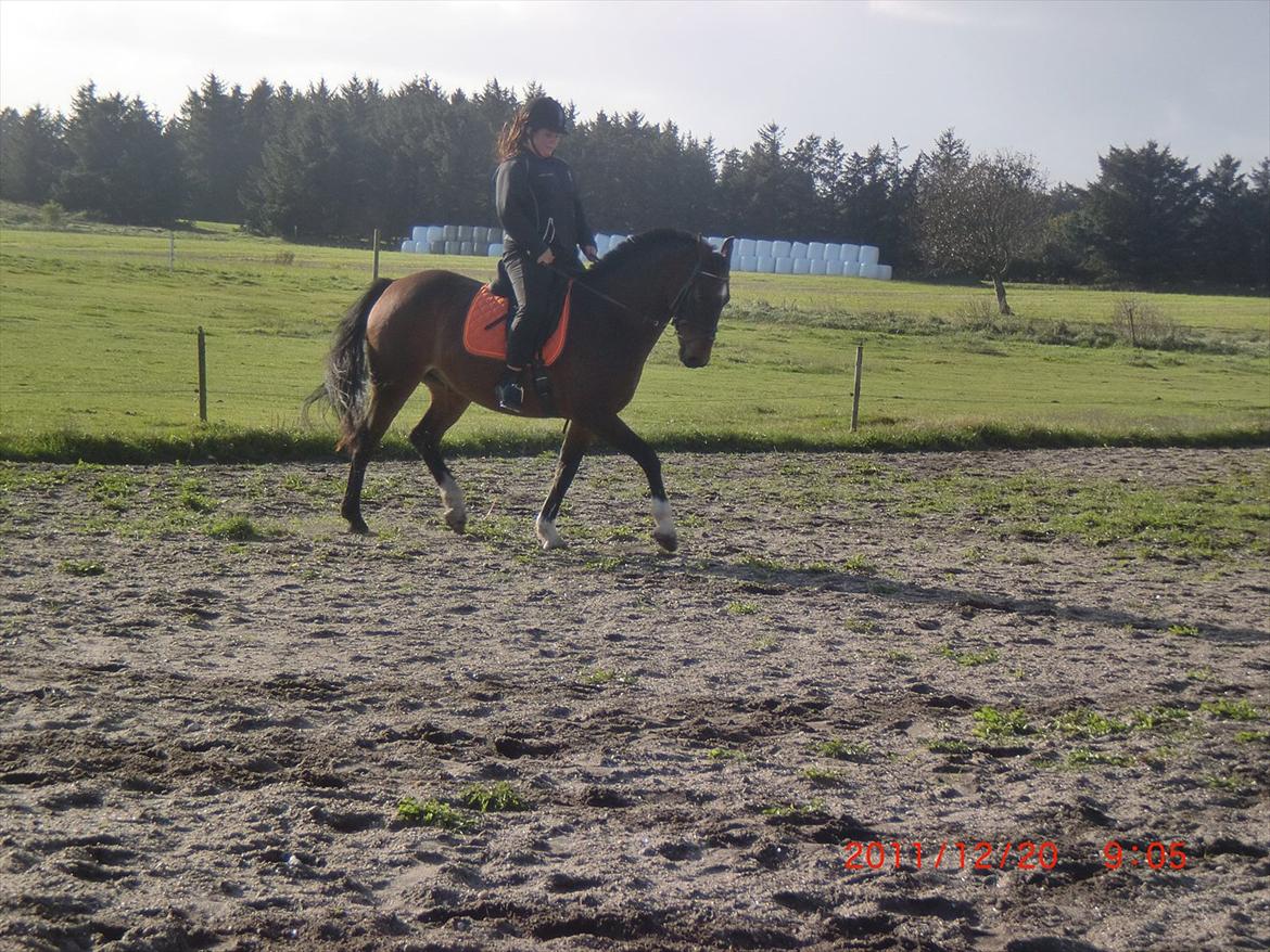 Anden særlig race Charmeur  - Oktober dag på banen på basse, 2011! billede 9