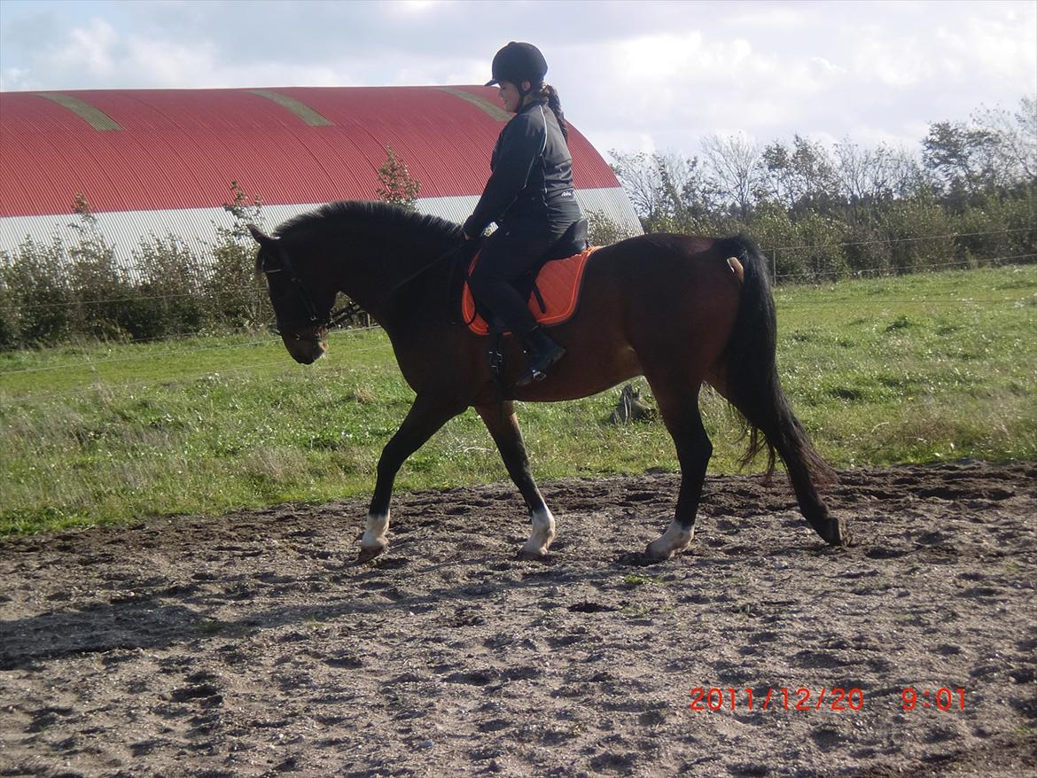 Anden særlig race Charmeur  - Oktober dag på banen, 2011!
 billede 10