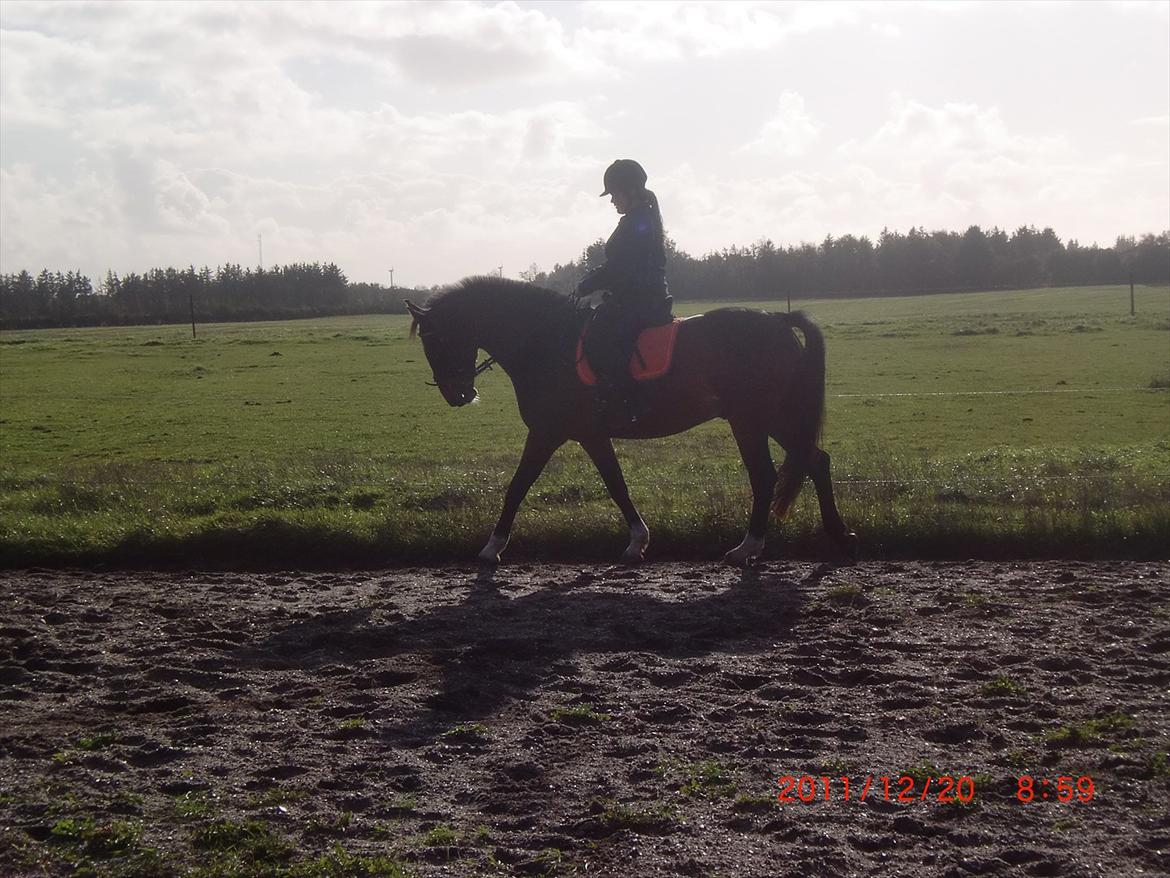 Anden særlig race Charmeur  - Oktober dag på banen, 2011!
 billede 11
