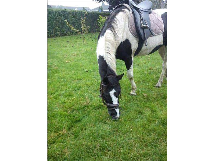 {{currentPhoto.altText}} billede {{currentPhoto.number}}