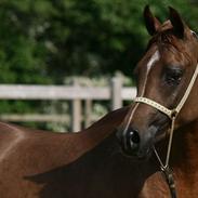 Arabisk fuldblod (OX) Heavens Al Sharif