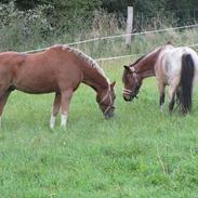 Anden særlig race Anna Bella