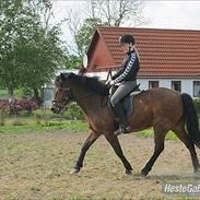 New Forest Lilholdt's Piano