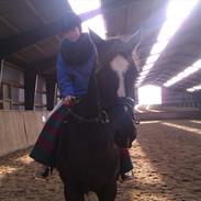 Anden særlig race  Elvira 