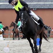 Anden særlig race Po8ny Girl