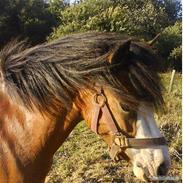 Anden særlig race Furry