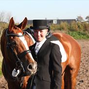 Hannoveraner Superior - B-hest