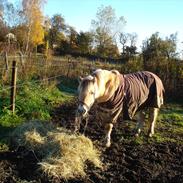 Fjordhest Trille Glanø