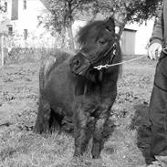 Shetlænder Bandit <3 Ditte <3