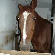 Traver Alex Trotting (alek)