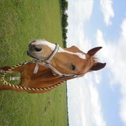 Welsh Cob (sec D) jacco