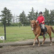 Welsh Cob (sec D) jacco