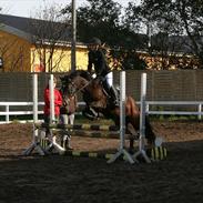 New Forest Sunshine<3