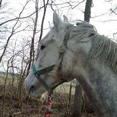 Anden særlig race Lurifax