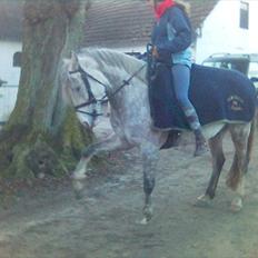 Anden særlig race Lurifax