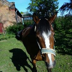 DSP Fejrupgaards Cookienelle