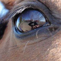 Hannoveraner Bjergdalens Michelin Star