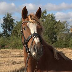 DSP Vadsager´s Carmen Rosa