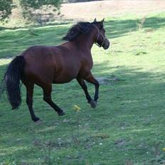 Anden særlig race Luna. Tidl hest solgt