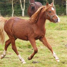 Welsh Mountain (sec A) Meraviglioso H. Cavallino