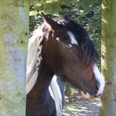 Tinker Fjordgaardens Miss Molly