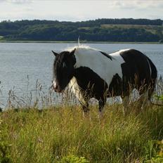 Tinker Fjordgaardens Miss Molly