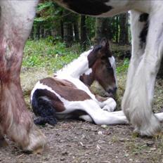 Tinker Fjordgaardens Miss Molly