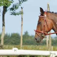 Pinto Kilgast's Contreau :-)