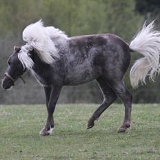 Amerikansk Miniature Humhills Showin Up A Storm