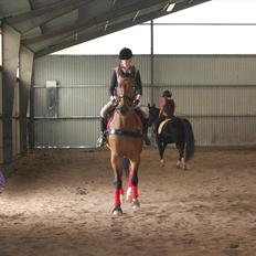 Dansk Varmblod Lotus