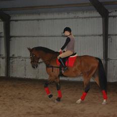 Dansk Varmblod Lotus